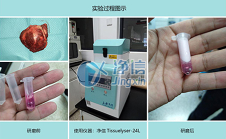 腫瘤組織研磨采用多樣品組織研磨機進(jìn)行其實驗效果如何？